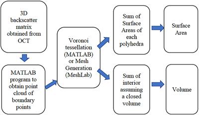 Frontiers | Non-invasive estimation of coral polyp volume and